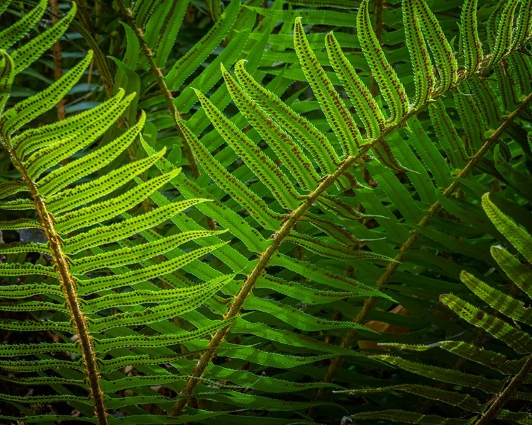 Picture of USA-WASHINGTON STATE-SEABECK SUNLIT SWORD FERNS IN ANDERSON LANDING COUNTY PARK