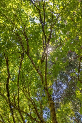 Picture of USA-WASHINGTON STATE-SEABECK BIGLEAF MAPLE TREES IN ANDERSON LANDING COUNTY PARK