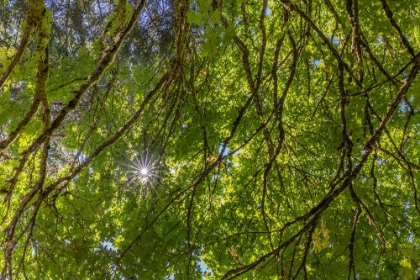 Picture of USA-WASHINGTON STATE-SEABECK BIGLEAF MAPLE TREES IN ANDERSON LANDING COUNTY PARK