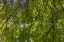 Picture of USA-WASHINGTON STATE-SEABECK BIGLEAF MAPLE TREES IN ANDERSON LANDING COUNTY PARK