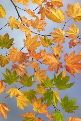 Picture of USA-WASHINGTON STATE-SEABECK VINE MAPLE BRANCH IN AUTUMN