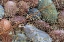 Picture of USA-WASHINGTON STATE-SEABECK SKELETONIZED LEAF ON BEACH ROCKS