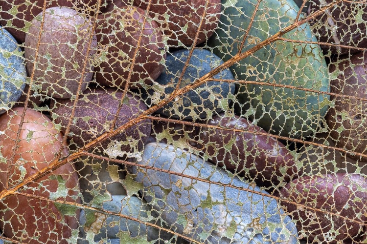 Picture of USA-WASHINGTON STATE-SEABECK SKELETONIZED LEAF ON BEACH ROCKS