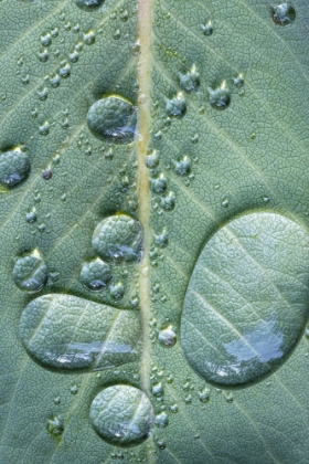 Picture of USA-WASHINGTON STATE-SEABECK RAINDROPS ON MADRONE TREE LEAF