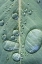 Picture of USA-WASHINGTON STATE-SEABECK RAINDROPS ON MADRONE TREE LEAF
