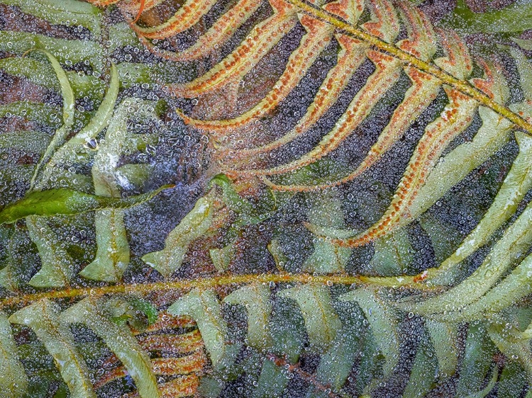 Picture of USA-WASHINGTON STATE-SEABECK DEW-COVERED SPIDER WEBS OVER SWORD FERNS