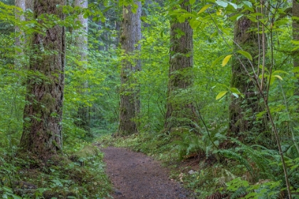 Picture of USA-WASHINGTON STATE-OLYMPIC NATIONAL FOREST RANGER HOLE TRAIL THROUGH FOREST