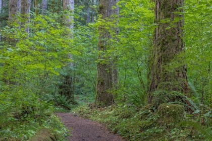 Picture of USA-WASHINGTON STATE-OLYMPIC NATIONAL FOREST RANGER HOLE TRAIL THROUGH FOREST