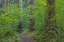 Picture of USA-WASHINGTON STATE-OLYMPIC NATIONAL FOREST RANGER HOLE TRAIL THROUGH FOREST