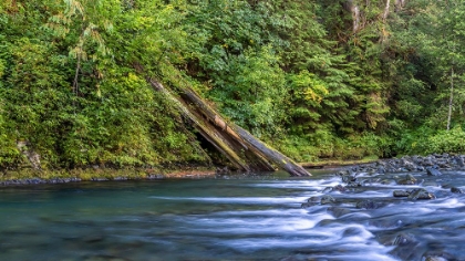 Picture of USA-WASHINGTON STATE-OLYMPIC NATIONAL FOREST RAPIDS ON DUCKABUSH RIVER