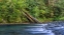 Picture of USA-WASHINGTON STATE-OLYMPIC NATIONAL FOREST RAPIDS ON DUCKABUSH RIVER