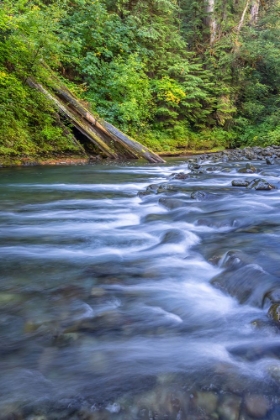 Picture of USA-WASHINGTON STATE-OLYMPIC NATIONAL FOREST RAPIDS ON DUCKABUSH RIVER
