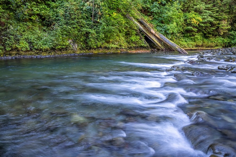 Picture of USA-WASHINGTON STATE-OLYMPIC NATIONAL FOREST RAPIDS ON DUCKABUSH RIVER