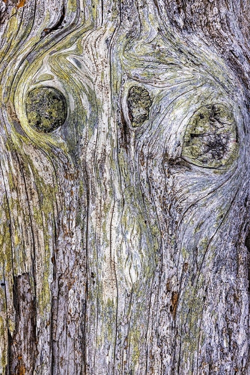 Picture of USA-WASHINGTON STATE-FORT FLAGLER STATE PARK WEATHERED DRIFTWOOD CLOSE-UP