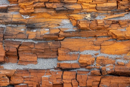 Picture of USA-WASHINGTON STATE-FORT FLAGLER STATE PARK CRUMBLING DRIFTWOOD CLOSE-UP