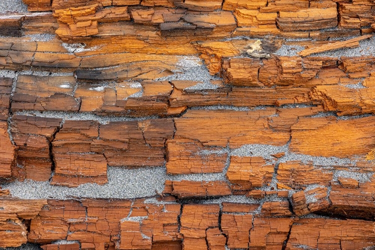 Picture of USA-WASHINGTON STATE-FORT FLAGLER STATE PARK CRUMBLING DRIFTWOOD CLOSE-UP