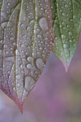 Picture of USA-WASHINGTON STATE-SEABECK RAINDROPS ON PEONY LEAVES