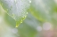 Picture of USA-WASHINGTON STATE-SEABECK RAINDROPS ON LILAC LEAF