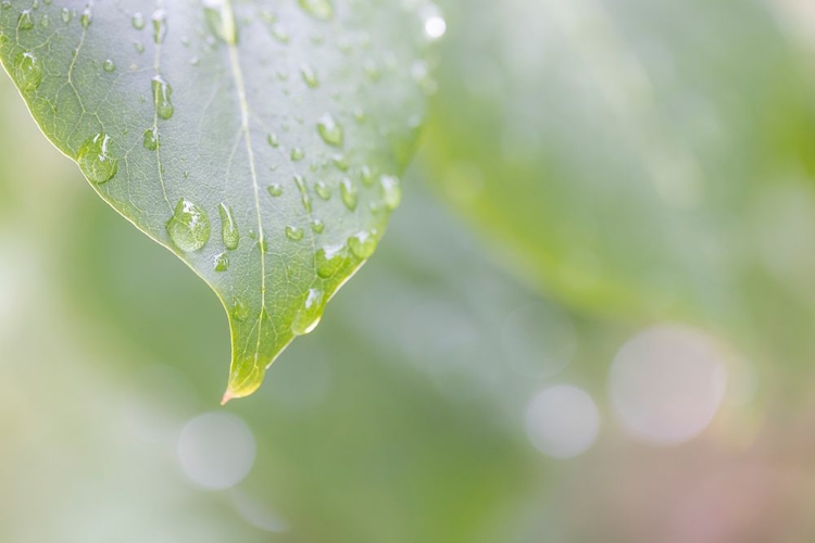 Picture of USA-WASHINGTON STATE-SEABECK RAINDROPS ON LILAC LEAF