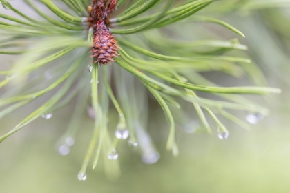 Picture of USA-WASHINGTON STATE-SEABECK RAINDROPS ON PINE NEEDLES