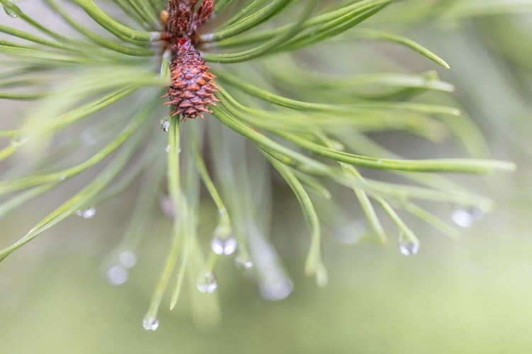 Picture of USA-WASHINGTON STATE-SEABECK RAINDROPS ON PINE NEEDLES