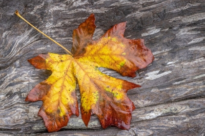 Picture of USA-WASHINGTON STATE-SEABECK BIGLEAF MAPLE LEAF ON DRIFTWOOD