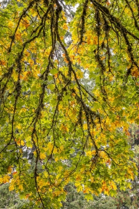 Picture of USA-WASHINGTON STATE-SEABECK LOOKING UP AT BIGLEAF MAPLE BRANCHES