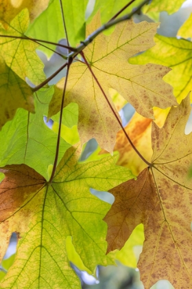 Picture of USA-WASHINGTON STATE-SEABECK BIGLEAF MAPLE LEAVES CLOSE-UP IN AUTUMN