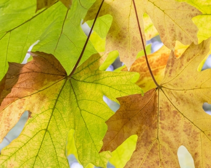 Picture of USA-WASHINGTON STATE-SEABECK BIGLEAF MAPLE LEAVES CLOSE-UP IN AUTUMN