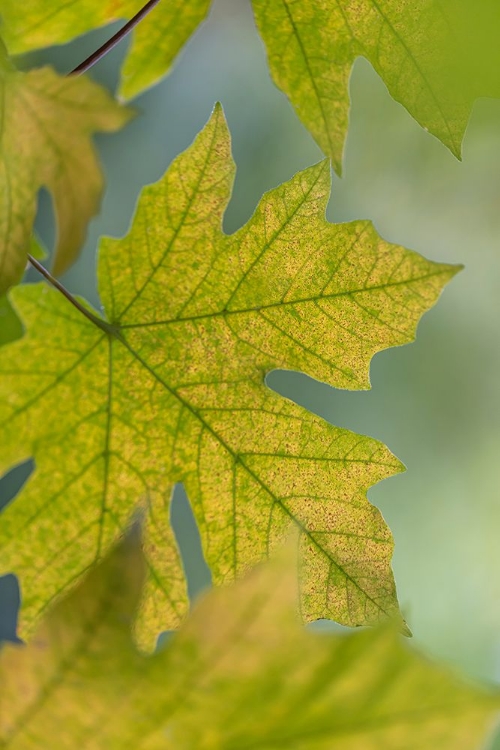 Picture of USA-WASHINGTON STATE-SEABECK BIGLEAF MAPLE LEAVES CLOSE-UP IN AUTUMN