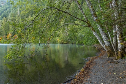 Picture of USA-WASHINGTON STATE-OLYMPIC NATIONAL PARK ALDER TREES OVERHANGING LAKE CRESCENT SHORE