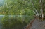 Picture of USA-WASHINGTON STATE-OLYMPIC NATIONAL PARK ALDER TREES OVERHANGING LAKE CRESCENT SHORE