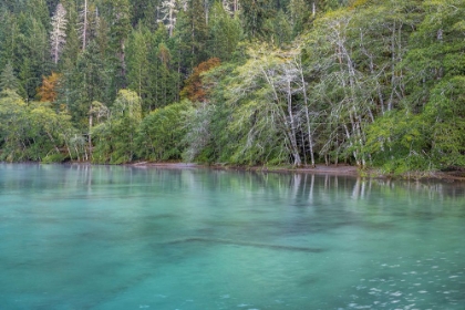 Picture of USA-WASHINGTON STATE-OLYMPIC NATIONAL PARK ALDER TREES OVERHANGING LAKE CRESCENT SHORE