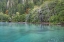 Picture of USA-WASHINGTON STATE-OLYMPIC NATIONAL PARK ALDER TREES OVERHANGING LAKE CRESCENT SHORE
