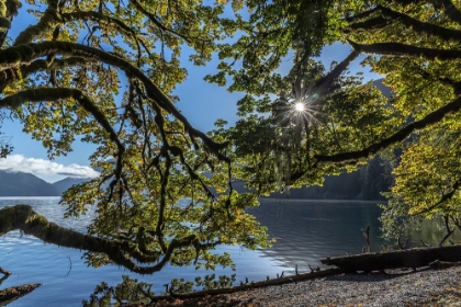 Picture of USA-WASHINGTON STATE-OLYMPIC NATIONAL PARK ALDER TREE BRANCHES OVERHANG SHORE OF LAKE CRESCENT