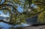 Picture of USA-WASHINGTON STATE-OLYMPIC NATIONAL PARK ALDER TREE BRANCHES OVERHANG SHORE OF LAKE CRESCENT