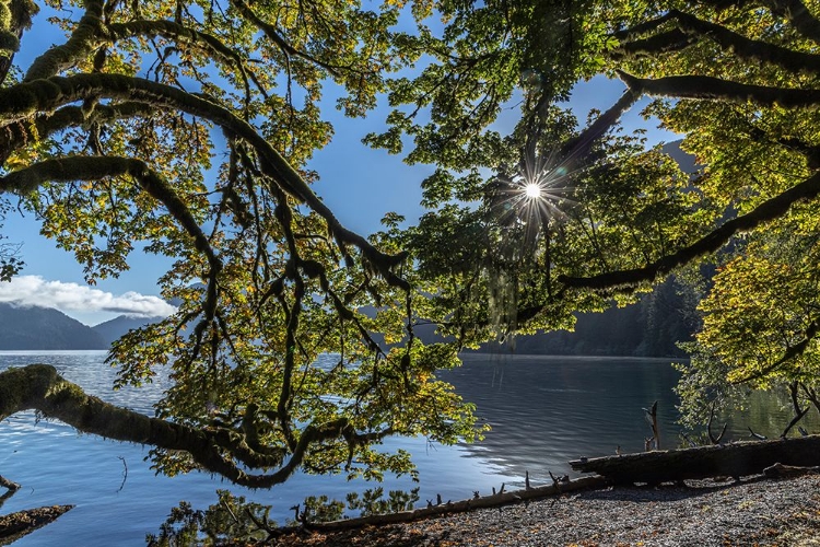 Picture of USA-WASHINGTON STATE-OLYMPIC NATIONAL PARK ALDER TREE BRANCHES OVERHANG SHORE OF LAKE CRESCENT