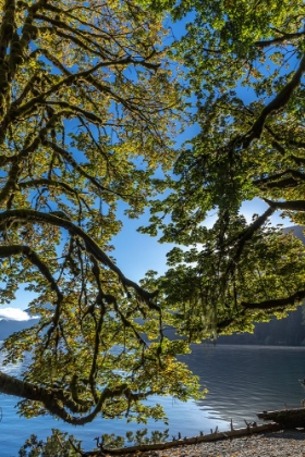 Picture of USA-WASHINGTON STATE-OLYMPIC NATIONAL PARK ALDER TREE BRANCHES OVERHANG SHORE OF LAKE CRESCENT