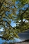 Picture of USA-WASHINGTON STATE-OLYMPIC NATIONAL PARK ALDER TREE BRANCHES OVERHANG SHORE OF LAKE CRESCENT