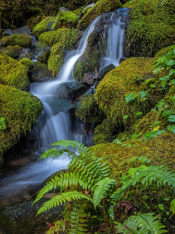 Picture of USA-WASHINGTON STATE-OLYMPIC NATIONAL PARK CEDAR CREEK CASCADES THROUGH MOSS- COVERED BOULDERS