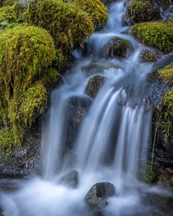 Picture of USA-WASHINGTON STATE-OLYMPIC NATIONAL PARK CEDAR CREEK CASCADES THROUGH MOSS- COVERED BOULDERS