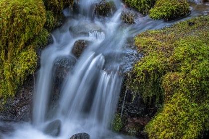 Picture of USA-WASHINGTON STATE-OLYMPIC NATIONAL PARK CEDAR CREEK CASCADES THROUGH MOSS- COVERED BOULDERS