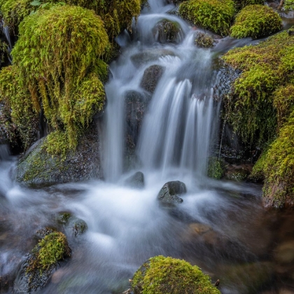 Picture of USA-WASHINGTON STATE-OLYMPIC NATIONAL PARK CEDAR CREEK CASCADES THROUGH MOSS- COVERED BOULDERS