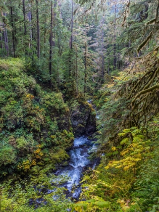 Picture of USA-WASHINGTON STATE-OLYMPIC NATIONAL PARK THE SOL DUC RIVER RUNS THROUGH FOREST