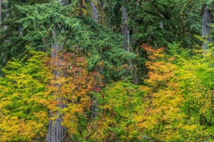Picture of USA-WASHINGTON STATE-OLYMPIC NATIONAL PARK VINE MAPLE TREES IN OLD GROWTH FOREST IN AUTUMN
