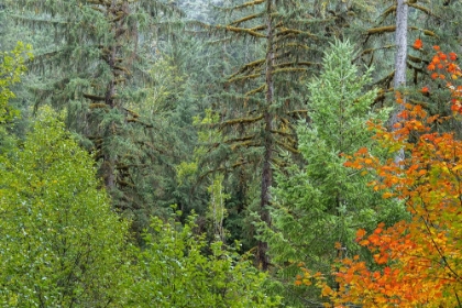 Picture of USA-WASHINGTON STATE-OLYMPIC NATIONAL PARK VINE MAPLE TREES IN OLD GROWTH FOREST IN AUTUMN