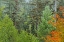 Picture of USA-WASHINGTON STATE-OLYMPIC NATIONAL PARK VINE MAPLE TREES IN OLD GROWTH FOREST IN AUTUMN