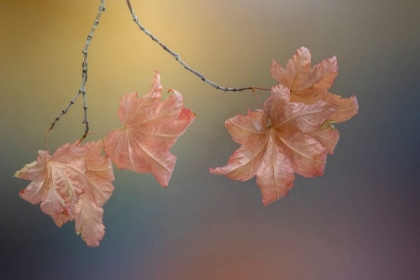 Picture of USA-WASHINGTON STATE-SEABECK VINE MAPLE LEAVES ON BRANCH IN AUTUMN