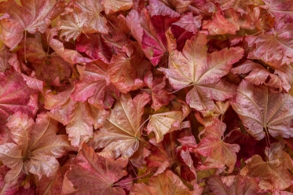 Picture of USA-WASHINGTON STATE-SEABECK VINE MAPLE LEAVES IN AUTUMN