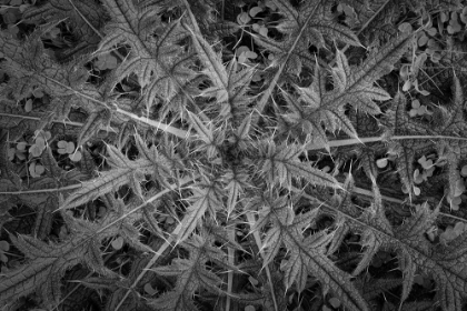 Picture of USA-WASHINGTON STATE-SEABECK BLACK AND WHITE CLOSE-UP OF THISTLE PLANT
